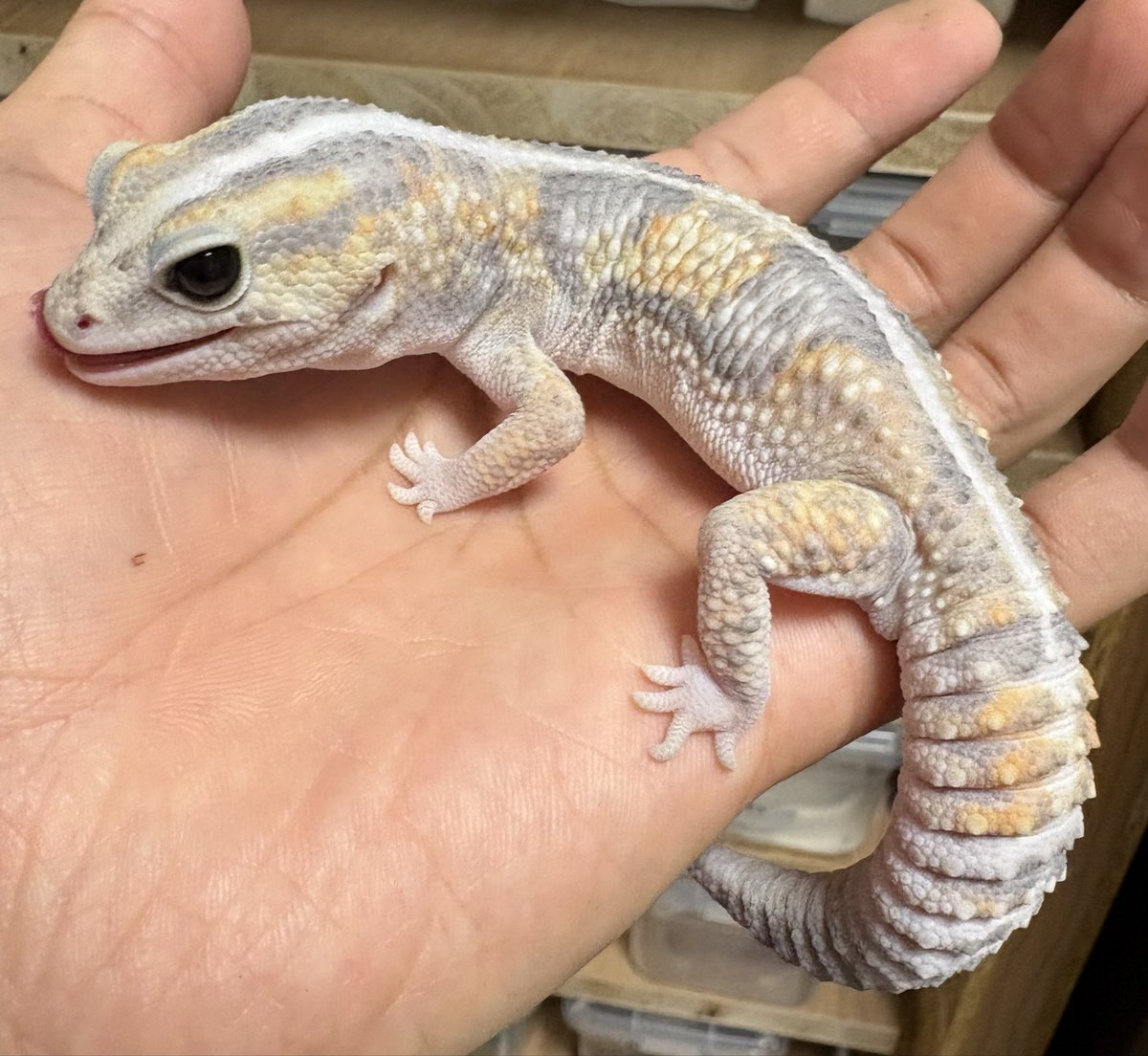 NoahRepGecko's tweet photo. たまらない👻
#fattail #ニシアフ #ニシアフリカトカゲモドキ #爬虫類 https://t.co/1EV0vLCDIo