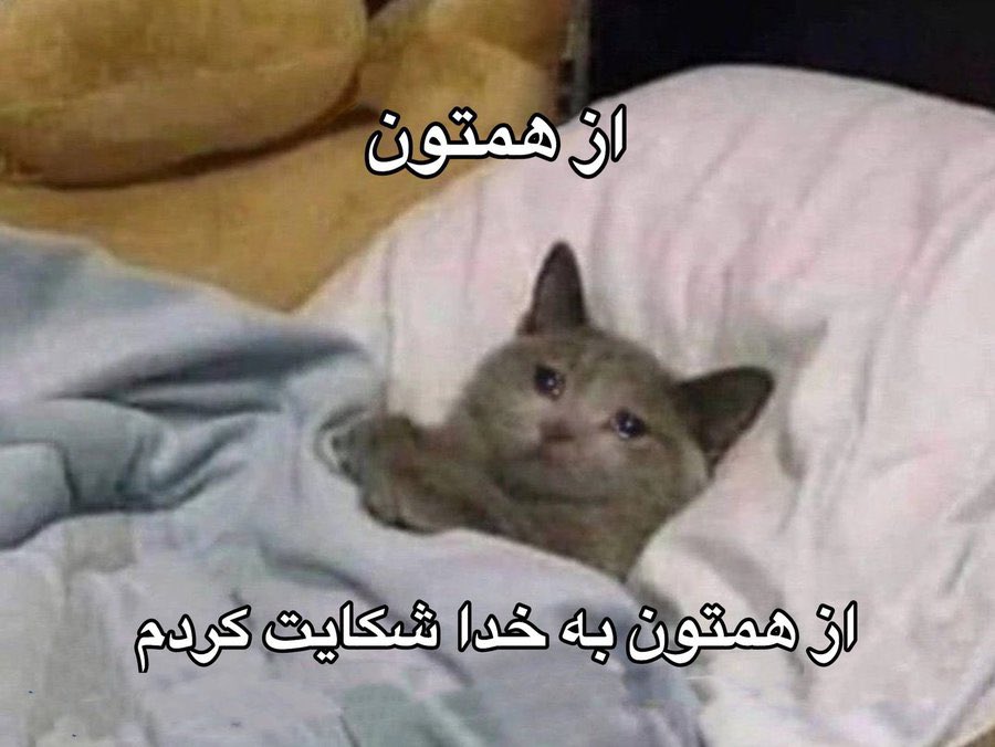 Moly2389's tweet photo. @kebudochekardd واکنش فسنجون: https://t.co/d4FYqvctko