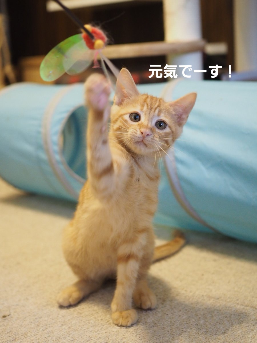 neko_karin's tweet photo. まさかのご近所で
子猫(ボノ♂)を保護して
あっというまに終わる7月 https://t.co/PYRaHsUsCk