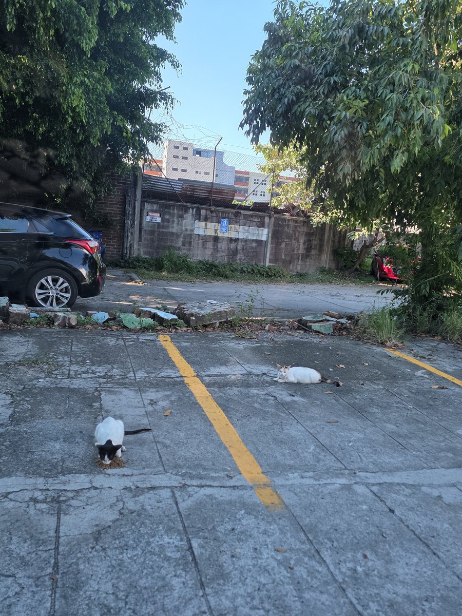 CokiieDePaz's tweet photo. En el parqueo donde dejo mi carro hay unos gatitos callejeros y yo les doy de comer pero quisiera buscarles casita.
La mamá ya está cargada otra vez 😔 https://t.co/kNCsLcsfRt