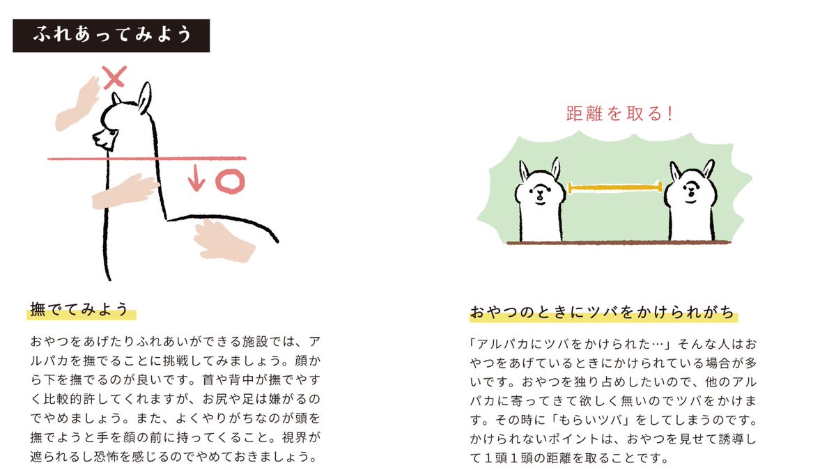 murenas_alpaca's tweet photo. ＼本日8月1日は「全国アルパカの日」🦙／
アルパカに会う際に知っていると
ちょっと楽しくなることをまとめました

その3:ふれあってみよう
「おやつをあげてみよう」「撫でてみよう」
「おやつのときにツバをかけられがち」
#アルパカの日 #全国アルパカの日 https://t.co/Lfvyo65Ckz