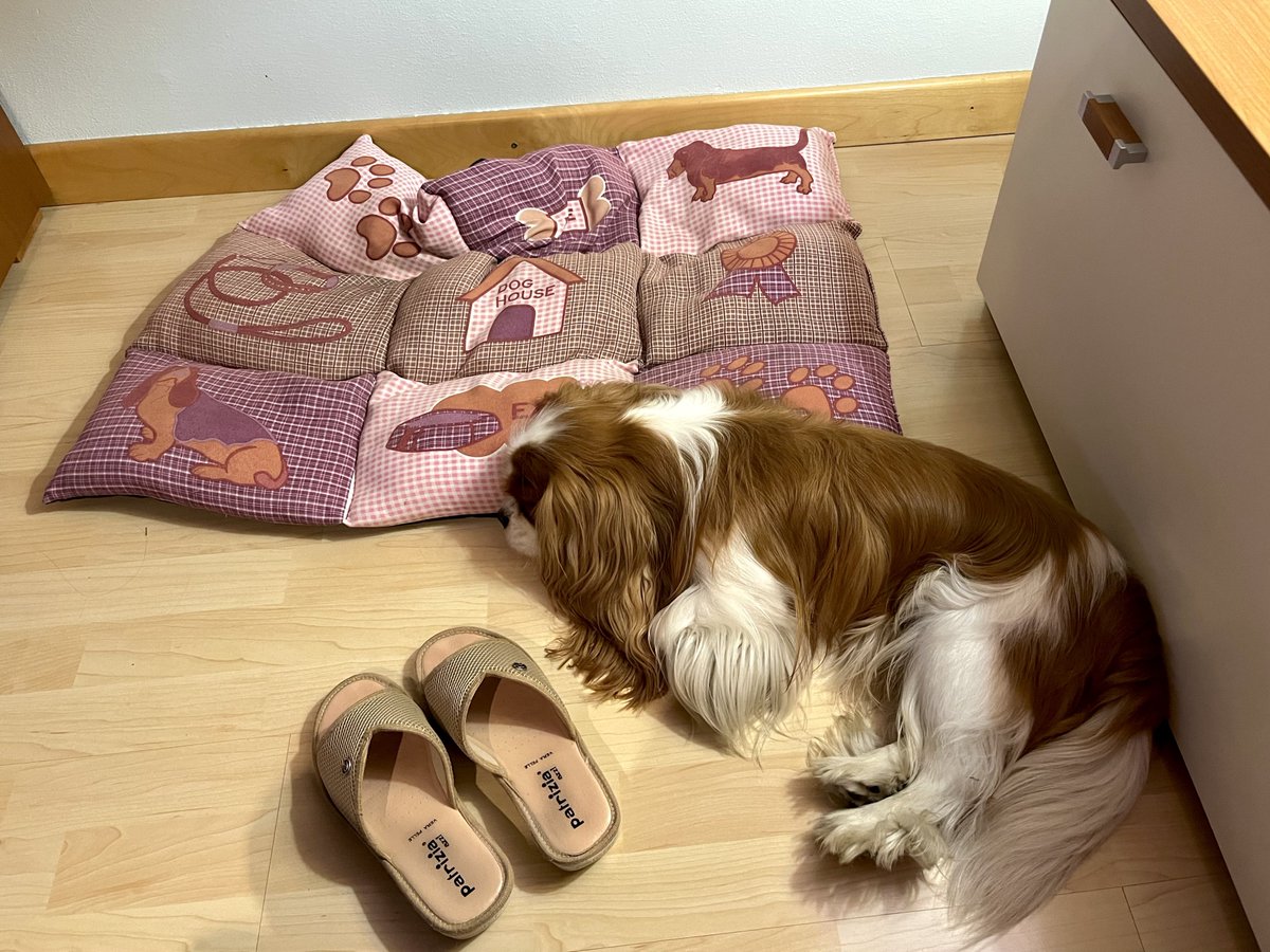 dolceSally's tweet photo. Hi Pals! Today I want to confess to you my #SecretPassion forβ¦ #slippers! π€ͺ
I love them! πππ
Look at me with slippers, over the yearsβ¦ π
(part 2)
#CavalierKingCharlesSpaniel πΆ https://t.co/Yg5pW78xyK