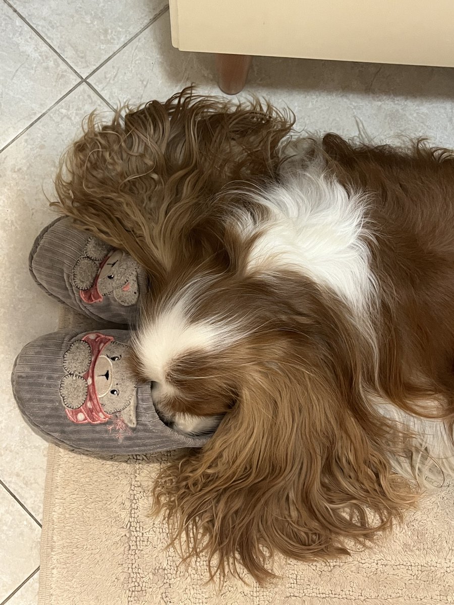dolceSally's tweet photo. Hi Pals! Today I want to confess to you my #SecretPassion forβ¦ #slippers! π€ͺ
I love them! πππ
Look at me with slippers, over the yearsβ¦ π
(part 2)
#CavalierKingCharlesSpaniel πΆ https://t.co/Yg5pW78xyK