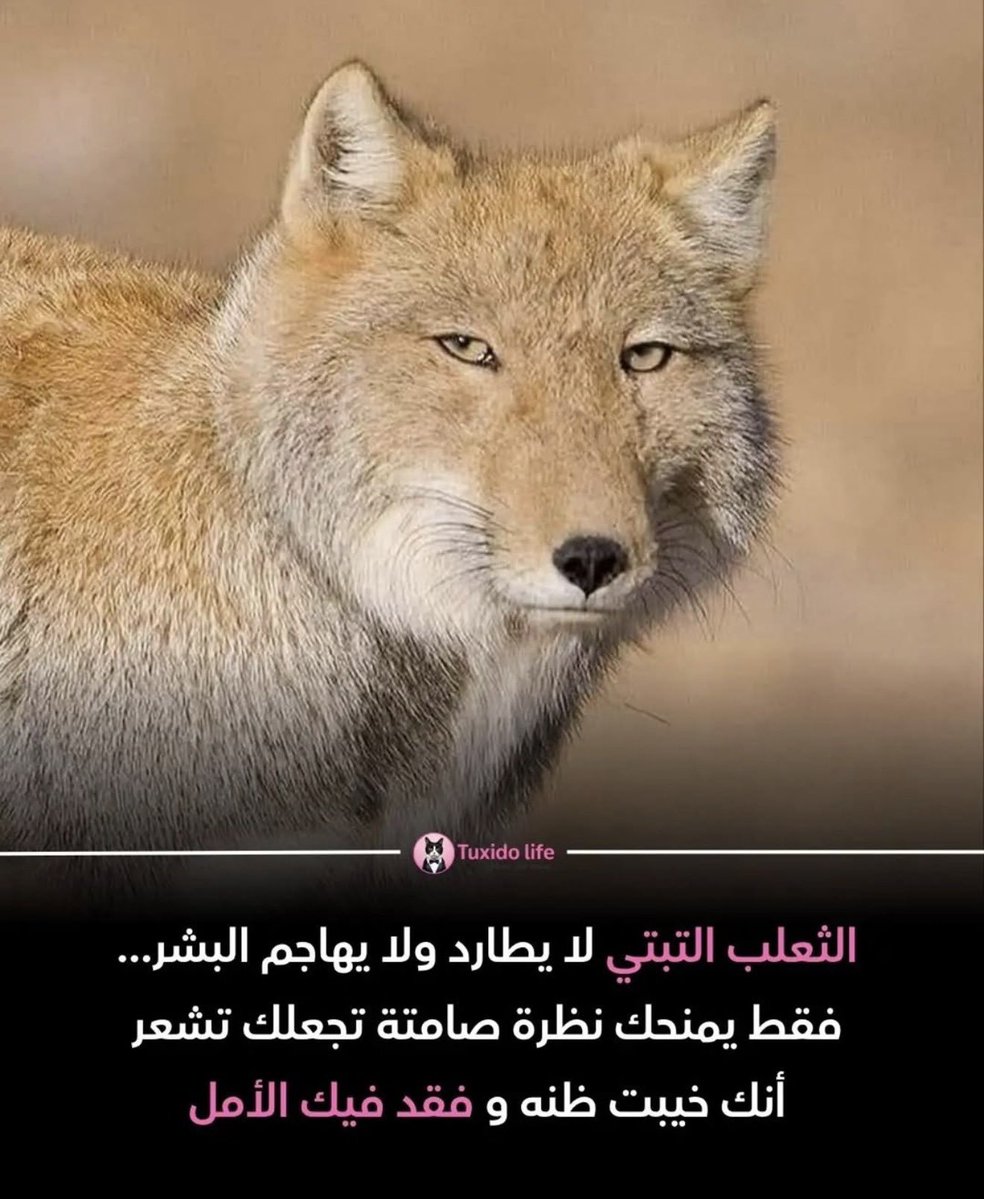 نُـوشَا¹🇸🇦 (رَجُل) tweet media