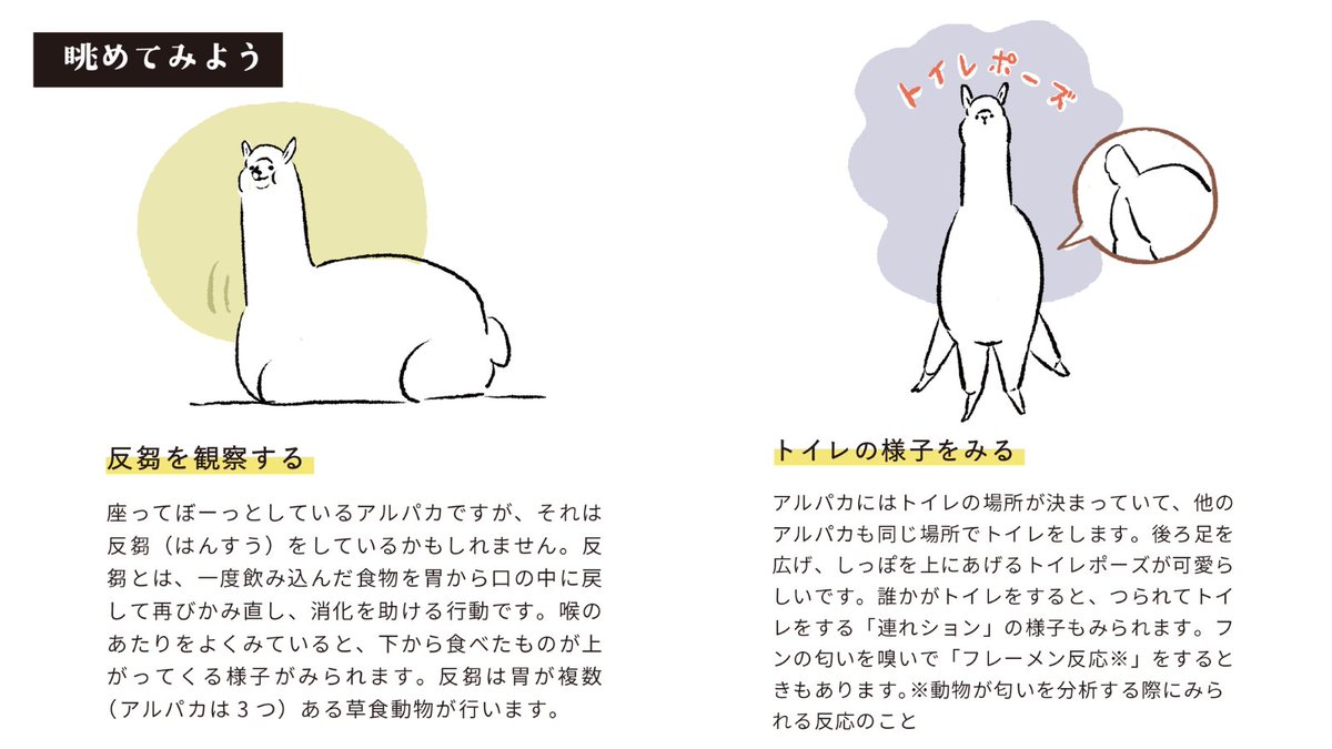 murenas_alpaca's tweet photo. ＼本日8月1日は「全国アルパカの日」🦙／
アルパカに会う際に知っていると
ちょっと楽しくなることをまとめました

その2:眺めてみよう
「反芻を観察する」「トイレの様子をみる」
「食べているところを見る」「砂浴びをみる」
#アルパカの日 #全国アルパカの日 https://t.co/Zdlm1Eb1pY