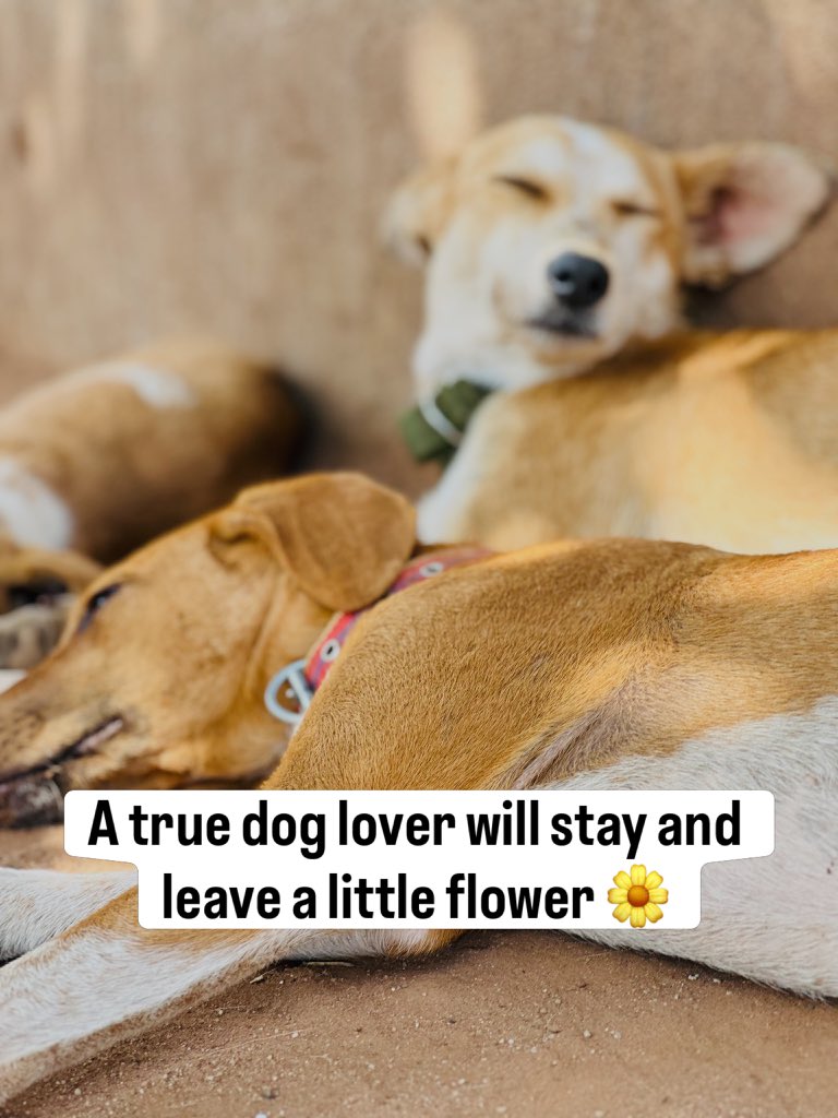 angels4strays's tweet photo. Sometimes the greatest gift you can give a rescued dog is simply love, patience, and hope. Leave a 🌼 if you believe every dog deserves a second chance. ❤️🐶  #AdoptDontShop #DogRescue https://t.co/Hn2CrD1Zgf