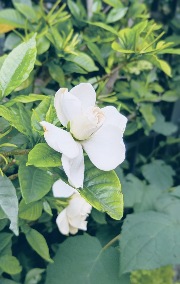 miya___18's tweet photo. 夏の日々、クチナシの二番花。 https://t.co/jlWlZu4HDX