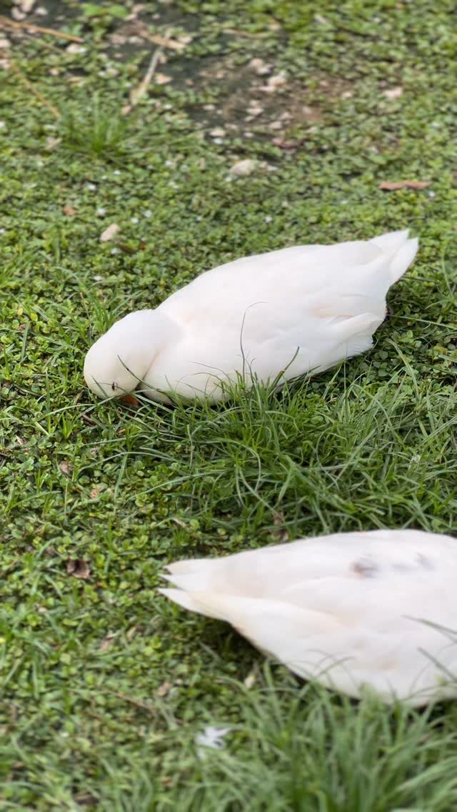 RicoStraing8's tweet photo. ใครจะน่ารักกว่ากัน💕 #เป็ดคอลดั๊ก  #callduck #pet https://t.co/VWvp9UPmzp