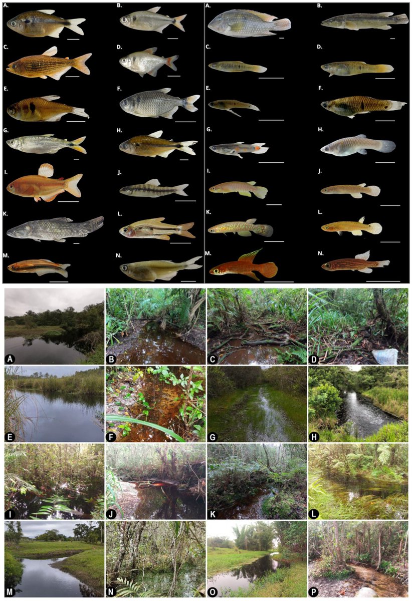 FishInTheNews's tweet photo. #IchthyofaunaChecklist - Researchers presents an inventory of the ichthyofauna from the blackwater habitats of the Coastal Plain in northern Santa Catarina, southern Brazil. In total, 30 species were recorded, representing 13 families and five orders. The authors found the entire study area is highly fragmented, with restinga remnants surrounded by urban zones and industrial infrastructure. This pattern of fragmentation reduces population connectivity, impairs gene flow, and increases the risk of local extinctions.
๐ https://t.co/zhST9Ad8o9
"The continued degradation of riparian vegetation, combined with climate change, poses an additional threat to the persistence of these communities. These findings underscore the urgent need to expand conservation actions targeting blackwater ecosystems along the southern Brazilian coastal plain."
Ichthyofauna checklists and rapid assessments are important tools for biologists, researchers, conservationists, and government bodies/NGOs. They provide critical baselines for the conservation and management of regional fish fauna. Our understanding of species composition in a territory evolves due to species movements across borders, extinctions, introductions, and new taxonomic evidence.
๐ฅ๐ฒ๐๐ฒ๐ฎ๐ฟ๐ฐ๐ต ๐ง๐ถ๐๐น๐ฒ
Fish assemblages and endemism in blackwater aquatic habitats of the Coastal Plain in northern Santa Catarina, southern Brazil
๐๐ถ๐๐ฎ๐๐ถ๐ผ๐ป
Dalcin, R. H., Lima, A. O. de S., Laaf, Y. de O., Ossa-Guerra, L. E. D. la ., Dallabona, J. A., Costa, V. S. C. da ., Abilhoa, V., Pinheiro, P. C., Feltrin, C. R., & Cionek, V. de M.. (2026). Fish assemblages and endemism in blackwater aquatic habitats of theCoastal Plain in northern Santa Catarina, southern Brazil. Biota Neotropica, 26(3), e20251834. https://t.co/rZIcEBzVW0
๐๐ฏ๐๐๐ฟ๐ฎ๐ฐ๐
Blackwater streams are unique environments characterized by dark, acidic, and nutrient-poor waters, supporting highly specialized aquatic communities.
This study presents an inventory of the ichthyofauna of such systems in the northern region of Santa Catarina state, based on surveys conducted between 2020 and 2024. A total of 22 sites were sampled, including perennial rivers, intermittent streams, and temporary pools, located both within and outside protected areas. In total, 30 fish species were recorded, representing 13 families and five orders. The order Characiformes showed the highest richness and was represented mainly by small-characins of the family Acestrorhamphidae. Nine species were identified as endemic to blackwater environments of the Atlantic Forest, five of which officially listed as threatened. The guppy ๐๐๐๐๐๐๐๐ ๐๐๐ก๐๐๐ข๐๐๐ก๐ was recorded for the first time in blackwater environments of the region, as well as ๐ต๐๐๐โ๐ฆโ๐ฆ๐๐๐๐๐๐ข๐ ๐๐. ๐๐๐๐๐, representing the first record of Hypopomidae (knifefish) in the region. DNA barcoding (using COI) provided molecular information, in addition to the morphological identification of 12 species, providing new local sequences for them. Results indicated a high similarity between the ichthyofauna of this region and that of blackwater streams in the southern coast of Sรฃo Paulo. Endemic and threatened species were recorded both inside and outside legally protected areas, highlighting gaps in current conservation efforts. Furthermore, intermittent streams and temporary pools proved to be critical habitats for maintaining species with extremely restricted distributions.
The continued degradation of riparian vegetation, combined with climate change, poses an additional threat to the persistence of these communities. These findings underscore the urgent need to expand conservation actions targeting blackwater ecosystems along the southern Brazilian coastal plain.
๐ฃ๐ต๐ผ๐๐ผ ๐๐ฟ๐ฒ๐ฑ๐ถ๐
Top left - Representative species of the order Characiformes recorded in the blackwater streams of northern Santa Catarina, Brazil. (A) Astyanax lacustris. (B) Deuterodon ribeirae. (C) Hollandichthys multifasciatus. (D) Hyphessobrycon igneus. (E) Hyphessobrycon griemi. (F) Hyphessobrycon reticulatus. (G) Oligosarcus hepsetus; (H) Psalidodon laticeps. (I) Rachoviscus crassiceps. (J) Characidium lanei. (K) Hoplias malabaricus. (L) Spintherobolus ankoseion. (M) Mimagoniates lateralis. (N) Mimagoniates microlepis. The white scale bar below each photograph corresponds to 1 cm.
Top right - Representative species of the order Cichliformes and Cyprinodontiformes recorded in the blackwater streams of northern Santa Catarina, Brazil. (A) Geophagus iporangensis. (B) Saxatilia lepidota. (C) Phalloceros cf. circummontanus (male). (D) Phalloceros cf. circummontanus (female). (E) Phalloceros spiloura (male). (F) Phalloceros spiloura (female). (G) Poecilia reticulata (male). (H) Poecilia reticulata (female). (I) Atlantirivulus haraldsiolii (male). (J) Atlantirivulus haraldsiolii (female). (K) Atlantirivulus luelingi (male). (L) Atlantirivulus luelingi (female). (M) Campellolebias chrysolineatus (male); (N) Campellolebias chrysolineatus (female). The white scale bar below each photograph corresponds to 1 cm.
Bottom - Examples of sampling sites visited during fieldwork activities. (A) Saรญ Mirim River, Itapoรก. (B) Tributary of the Saรญ Mirim River. (C) Temporary pool on the margins of the Saรญ Mirim River during the rainy season. (D) Temporary pool on the margins of the Saรญ Mirim River during the dry season. (E) Acaraรญ River, Sรฃo Francisco do Sul. (F) Tributary of the Acaraรญ River. (G) Temporary pool on the margins of the Acaraรญ River. (H) Pernambuco River, Barra do Sul. (I) Tributary of the Pernambuco River. (J) Perequรช River, Barra do Sul. (K) Tributary of the Perequรช River. (L) Temporary pool on the margins of the Perequรช River. (M) Tributary of the Itapocu River, Araquari. (N) Temporary pool on the margins of a tributary of the Itapocu River. (O) Cardoso Stream, tributary of the Itapocu River, Araquari. (P) Tributary of the Cardoso Stream.
ยฉ 2026 the Author(s). Published in the journal Biota Neotropical. An open-access article, distributed under the terms of the Creative Commons Attribution 4.0 International (CC-BY-4.0) deed. https://t.co/5IYEkz4Rwi
#Ichthyofauna #Blackwater #Ichthyology #Biodiversity #AquariumHobby #Fishkeeping #Aquarist #TropicalFish #FishTank #SantaCatarina #CoastalPlains #CoastalPlain #Brazil #Neotropical
