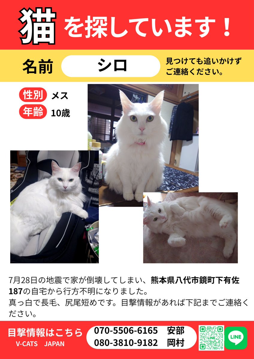 VCATSJAPAN's tweet photo. 🆘#熊本地震 #迷子猫 #拡散希望 🆘
シロちゃん/白
八代市鏡町下有佐

詳細はこちら
https://t.co/syaw9iHiMW https://t.co/b3Hbh5ZTl8