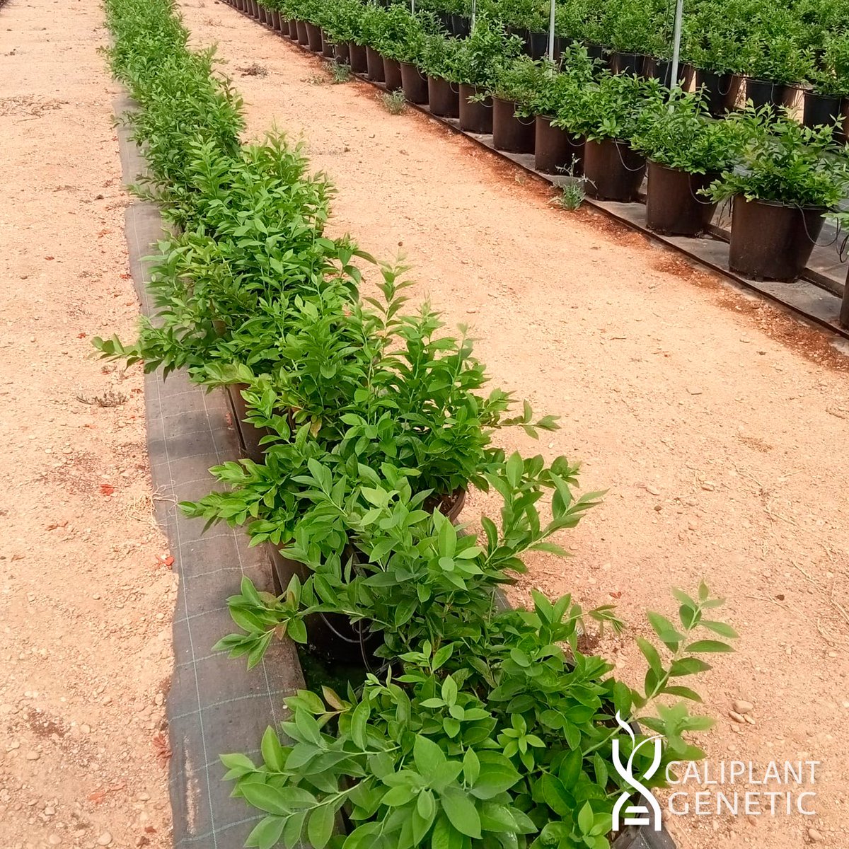 cpgenetic's tweet photo. 🫐 Seguimos compartiendo imágenes de las variedades de arándano premium Alessia™ y Abril™. En este caso de una plantación realizada a principios de mayo en Huelva donde se puede apreciar el estupendo desarrollo vegetativo tras solo 3 meses. https://t.co/q6V9bfb0Iv