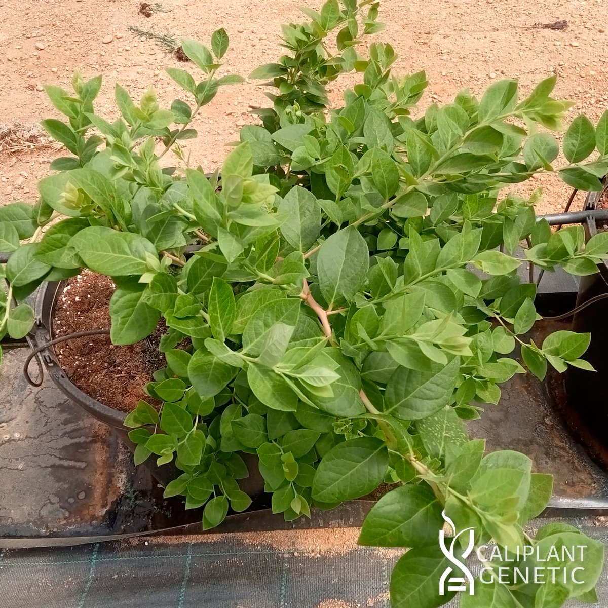 cpgenetic's tweet photo. 🫐 Seguimos compartiendo imágenes de las variedades de arándano premium Alessia™ y Abril™. En este caso de una plantación realizada a principios de mayo en Huelva donde se puede apreciar el estupendo desarrollo vegetativo tras solo 3 meses. https://t.co/q6V9bfb0Iv