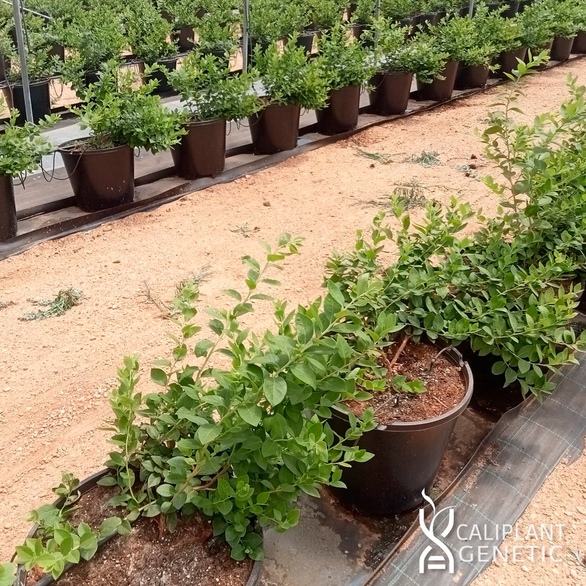 cpgenetic's tweet photo. 🫐 Seguimos compartiendo imágenes de las variedades de arándano premium Alessia™ y Abril™. En este caso de una plantación realizada a principios de mayo en Huelva donde se puede apreciar el estupendo desarrollo vegetativo tras solo 3 meses. https://t.co/q6V9bfb0Iv
