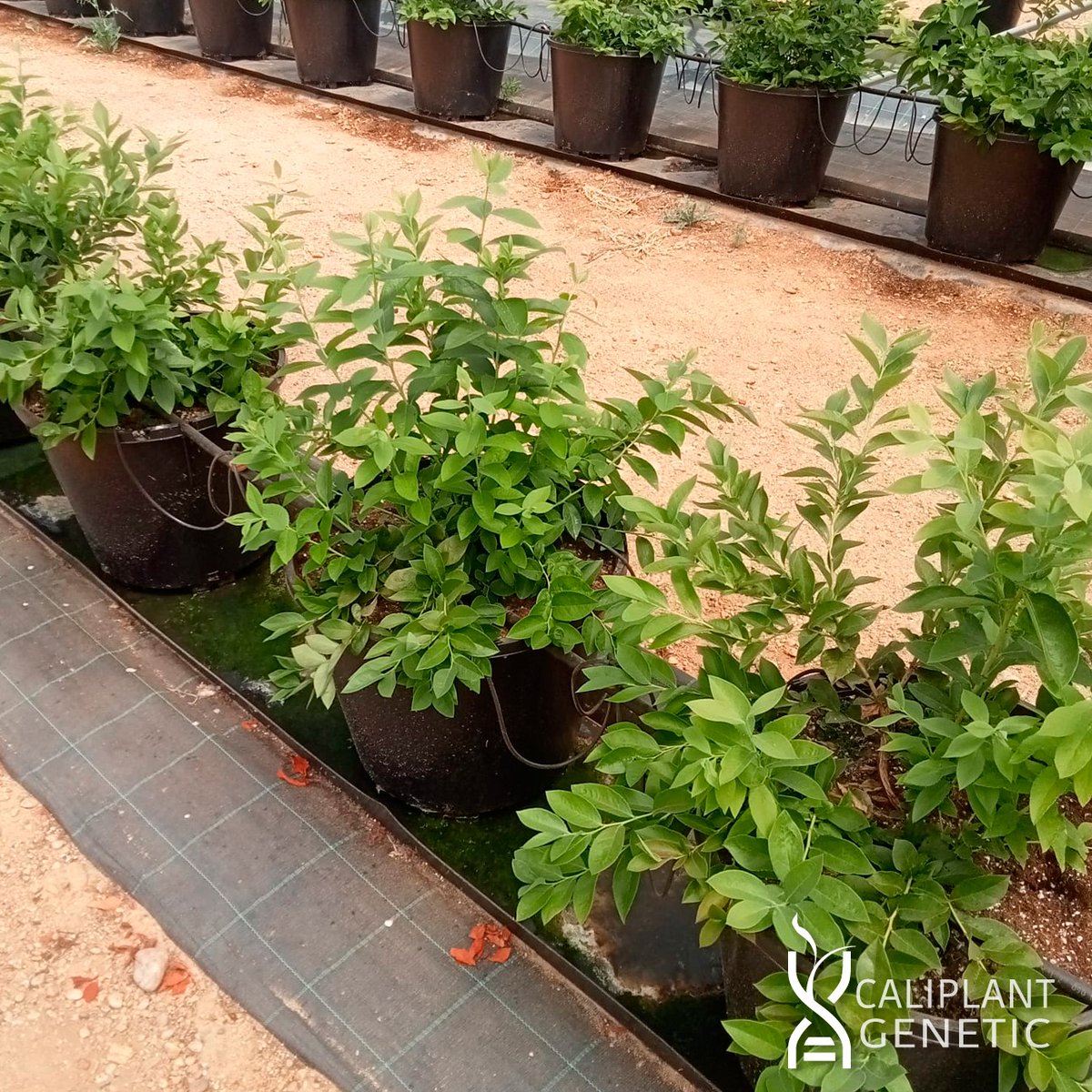 cpgenetic's tweet photo. 🫐 Seguimos compartiendo imágenes de las variedades de arándano premium Alessia™ y Abril™. En este caso de una plantación realizada a principios de mayo en Huelva donde se puede apreciar el estupendo desarrollo vegetativo tras solo 3 meses. https://t.co/q6V9bfb0Iv