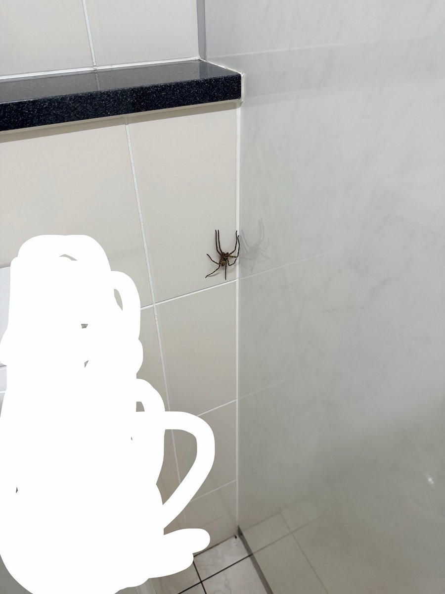 RYOKUN_DAu's tweet photo. 会社のトイレにでっけぇ蜘蛛おった！
しぶっ！ https://t.co/hYravlDDlV