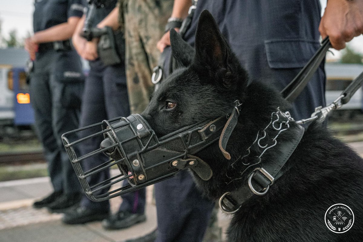 terytorialsi's tweet photo. 🛡️ Bezpieczeństwo to wspólne zadanie 🇵🇱

W ramach operacji #HORYZONT żołnierze wspierają @PolskaPolicja prowadzącą operację #TOR. Wspólne działania obejmują patrole oraz monitorowanie wyznaczonych obszarów infrastruktury, a ich celem jest przeciwdziałanie aktom dywersji i sabotażu. 

Żołnierze współpracują również ze Strażą Ochrony Kolei podczas wykonywania zadań w obszarze kolejowym. Funkcjonariusze #SOK doskonale znają specyfikę tego środowiska, dlatego wymiana informacji i bieżąca koordynacja pozwalają jeszcze skuteczniej patrolować wyznaczone rejony. 

🤝 Różne specjalności, wspólne patrole i jeden cel – Twoje bezpieczeństwo 🇵🇱

@MON_GOV_PL @SztabGenWP @DowOperSZ #OperacjaHORYZONT #OperacjaTOR #WOT #Terytorialsi #Policja