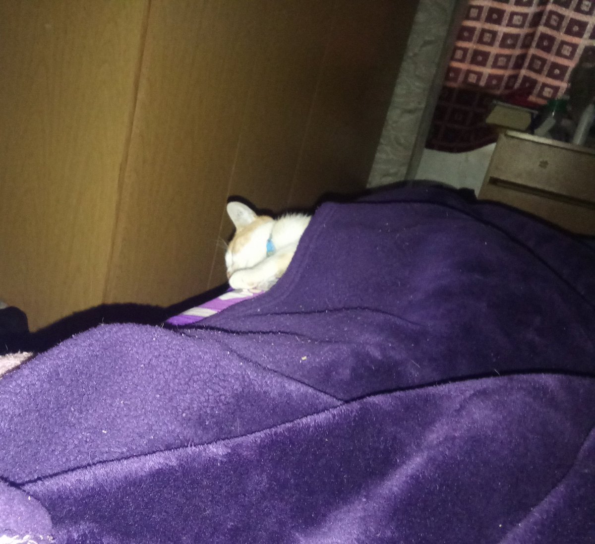 D1451899's tweet photo. Duerme como si trabajara 10hs https://t.co/eUUdY1agUK