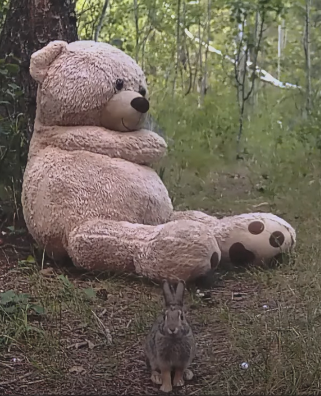 xKaaox's tweet photo. solana:AN8tJnh9Gayn5ujyxaTYiEBTwdDs6zk7v89cEmUFpump 

I don't think people fully understand the narrative here.
Eric, the teddy bear, is being placed in the forest to observe how wildlife interacts with him.

 It's not just bears; rabbits, foxes, foxes, birds, and other animals are all part of the experiment.

The whole concept is about documenting how nature reacts to "Eric," making every encounter unique and unpredictable.

Send ERIC to millions.

AN8tJnh9Gayn5ujyxaTYiEBTwdDs6zk7v89cEmUFpump