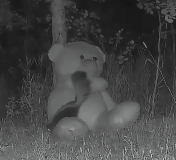 xKaaox's tweet photo. solana:AN8tJnh9Gayn5ujyxaTYiEBTwdDs6zk7v89cEmUFpump 

I don't think people fully understand the narrative here.
Eric, the teddy bear, is being placed in the forest to observe how wildlife interacts with him.

 It's not just bears; rabbits, foxes, foxes, birds, and other animals are all part of the experiment.

The whole concept is about documenting how nature reacts to "Eric," making every encounter unique and unpredictable.

Send ERIC to millions.

AN8tJnh9Gayn5ujyxaTYiEBTwdDs6zk7v89cEmUFpump