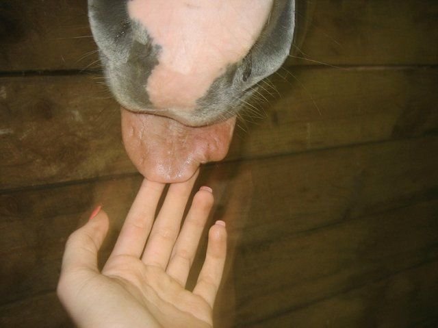 totallyntbella's tweet photo. that feeling when you break into a farm the animals love me #swag https://t.co/l1CdYUawNv