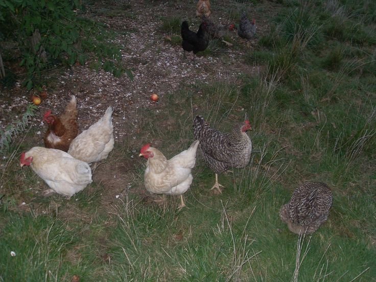 totallyntbella's tweet photo. that feeling when you break into a farm the animals love me #swag https://t.co/l1CdYUawNv