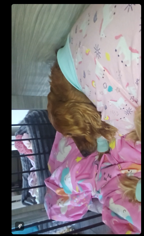 0Coximus_Prime's tweet photo. The girl is back, and we are going live very soon to continue this event. Surgery went well, she's just a little sad, we do have doggo cam set up tonight, so if you want to come and wish our girl a speedy recover, please do! @kickcommunity https://t.co/4wFHzyVA46