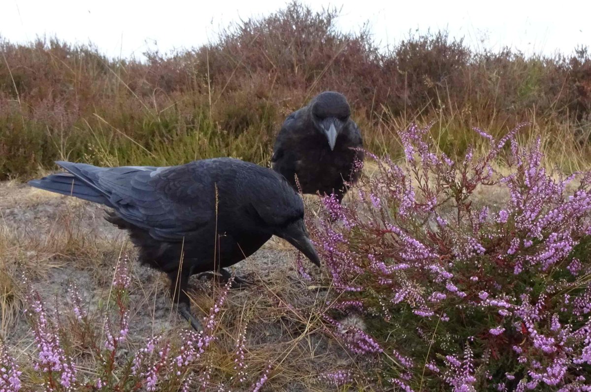Flint T W I T T E R Crow tweet media