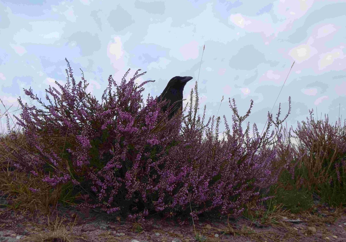 Flint T W I T T E R Crow tweet media