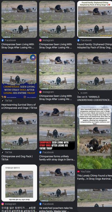 LevanInSolana's tweet photo. CRAZY STORY!!  

A viral story is circulating on social media about a Chimpanzee in Sierra Leone who's family has been killed by poachers, now he is seen hanging out with stray dogs on the edge of a village.  

The chimp suffers total loss of his original community (troop), refuses to collapse into nihilism or resentment, and instead actively creates a new form of life and belonging with an entirely different group.

It is viral on X, Facebook, TikTok and IG. 

Linking some of the more viral posts from each platform:  https://t.co/8bL3cc3Yzd 

https://t.co/62fSR4rOB2 

https://t.co/5Zg1ilYnfY 

https://t.co/qRXXfSeJQZ 

Much more posts on the image as well: