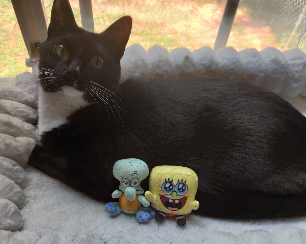 loserpartyy's tweet photo. kitty. hello squidbob https://t.co/sWPefZRXIw