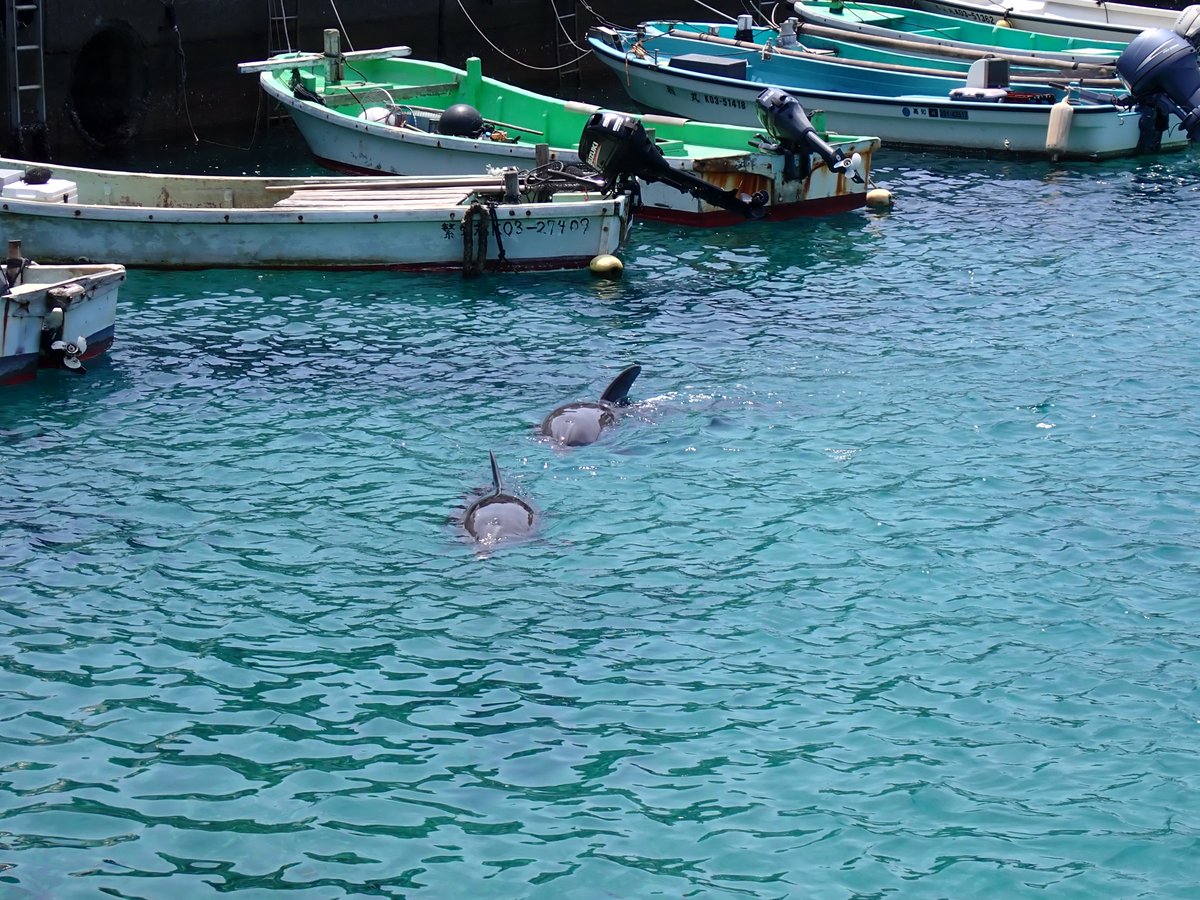 yojohan9's tweet photo. TLで柏島の写真流れてたのでちょうど先週行った時に撮ったやつ 
ガチのマジで海綺麗すぎるし普通にイルカいる🐬 https://t.co/HjLJV49CkP