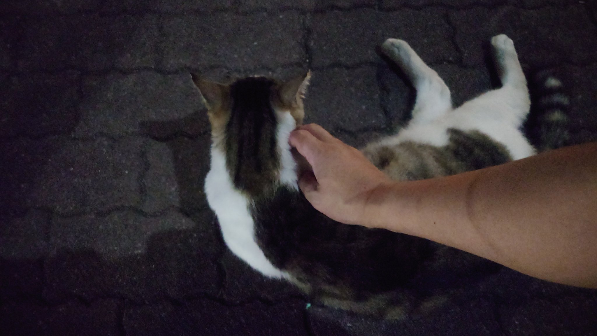 ちねこ おかしゃん🖖🏻🌸🐱 on X: 