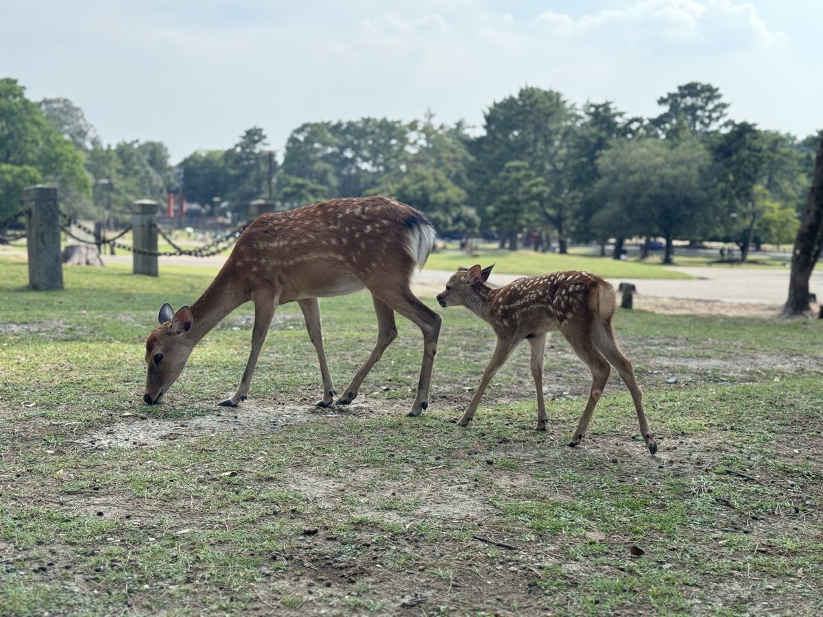 tu_ru_25's tweet photo. 今日は奈良公園まで行ってきました！シカめちゃくちゃ可愛かった！暑そうにしてたわ〜

#日常垢 #日常垢さんと繋がりたい https://t.co/dRXNnwL4hM