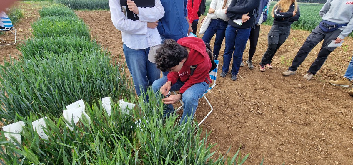 Marta_S_Lopes's tweet photo. PhD opportunity in Wheat Agronomy &amp; Breeding! Join the REWHEAT project, combine multiple methodologies to improve nitrogen application precision and define breeding strategies to achieve premium wheat baking-quality.

📅 Apply by 15 Sept 2026
🔗 https://t.co/92YTmPito0 https://t.co/71yxeH13GM