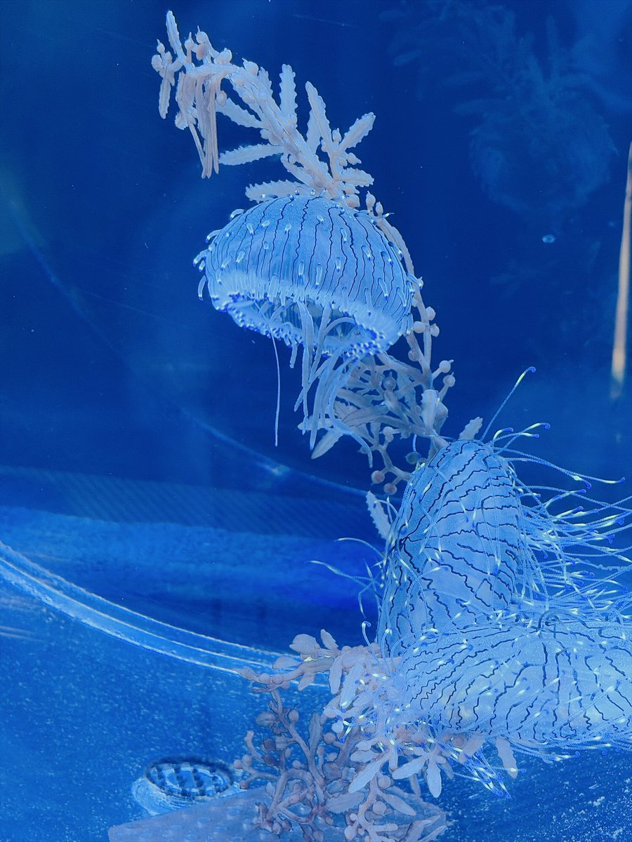 ky0422matsu's tweet photo. 水族館にも行ってきたよ🐟 https://t.co/WEEN4YCEBR