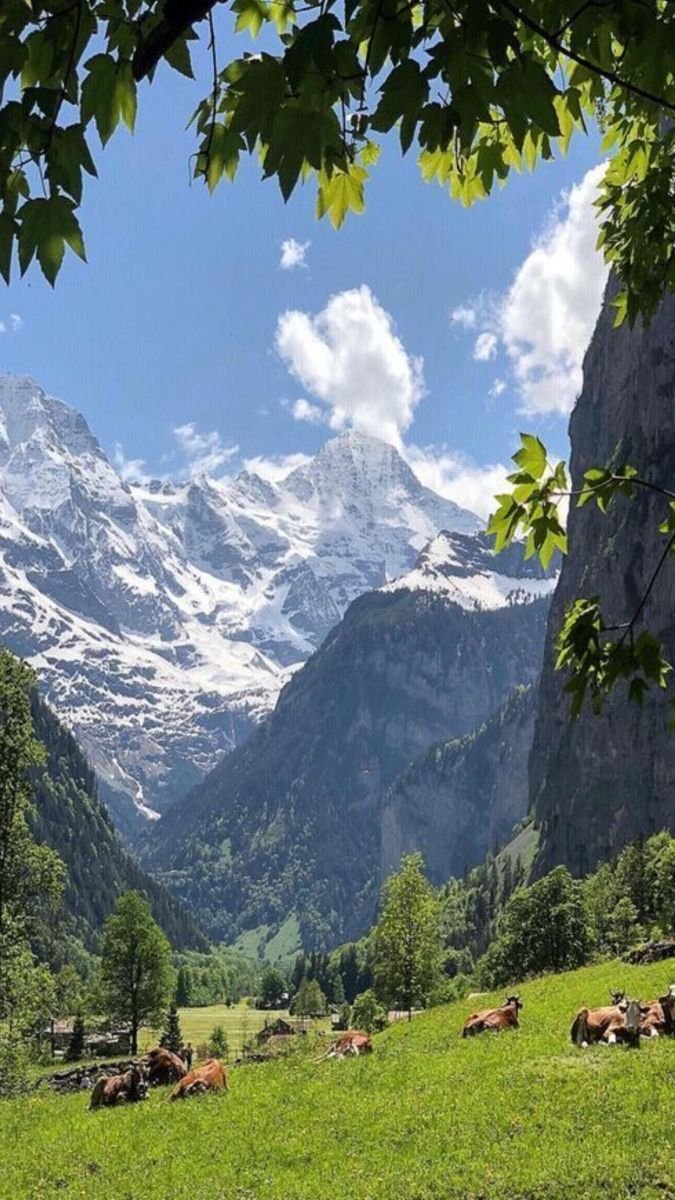 earthwhisperss's tweet photo. Swiss Alps in summer https://t.co/lok5g1dNBH