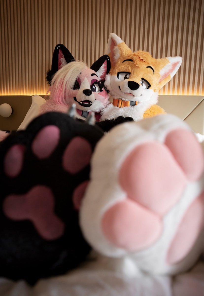 ˗ˏˋ PawFessor Yapsᶠᵒˣ ˊˎ˗ ➡️ BlueSky tweet media