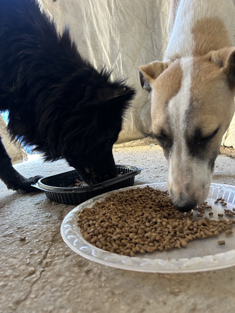 RescueCare's tweet photo. They don’t know what tomorrow will bring.

Right now, they have a safe place to play, rest, and feel loved.🐈🤍

Every meal, every toy, and every peaceful moment exists because of people who chose to care.

Please help us keep Salam Animal Care alive.🐾🇵🇸

🔗 PayPal: https://t.co/Lzv7nazr6v
🔗 GoFundMe: https://t.co/MKk58SRPaQ

❤️ Please like, repost, and share.

#Gaza #Cats #AnimalRescue #SalamAnimalCare