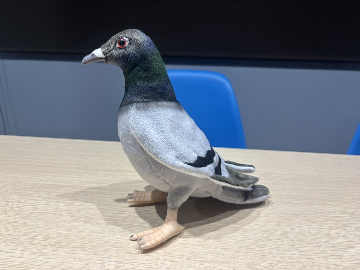 nagata_kerekere's tweet photo. フォロワー15000人記念のプレゼントは「鳩」＃永田ラジオ https://t.co/290JwrzMNm