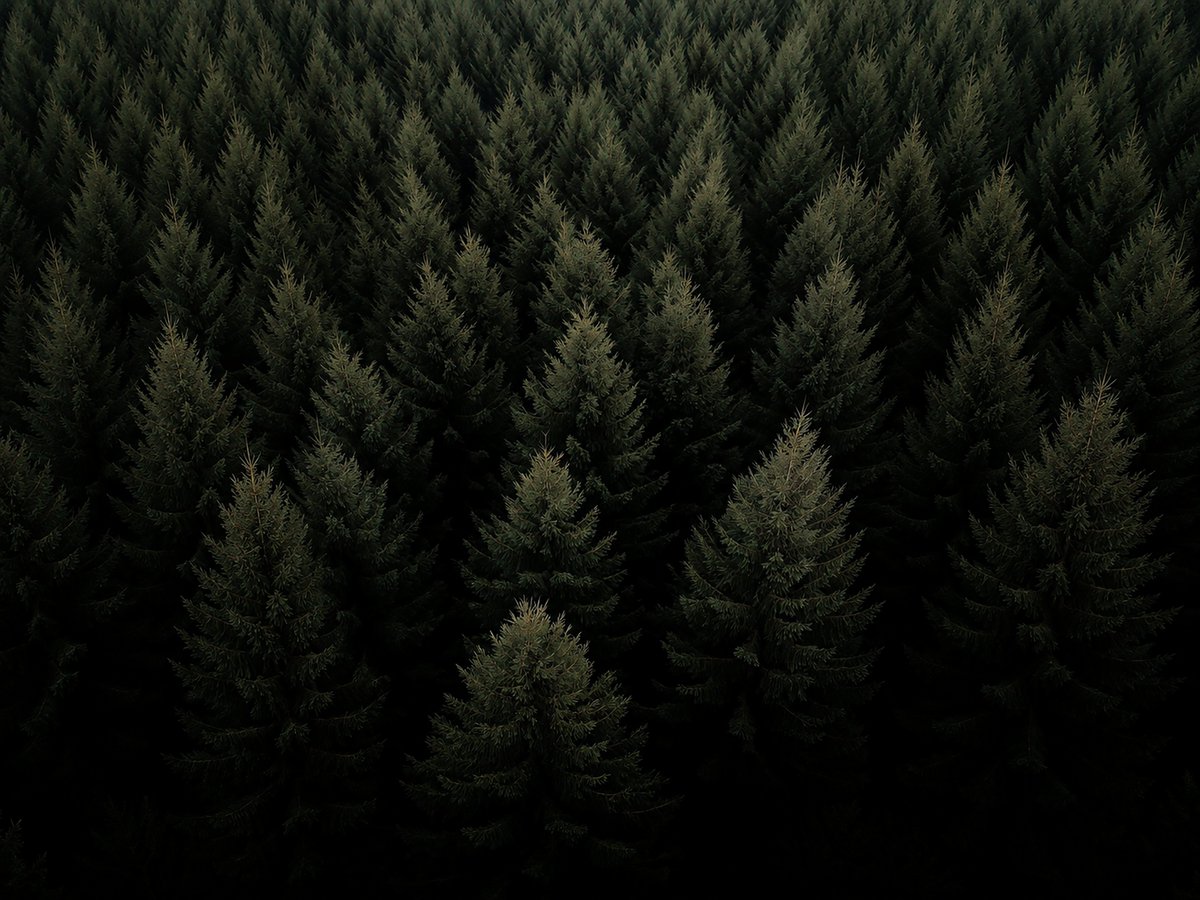 Eryth_Studio's tweet photo. Dark Forest Background 🌲 https://t.co/UGqTckSYYQ