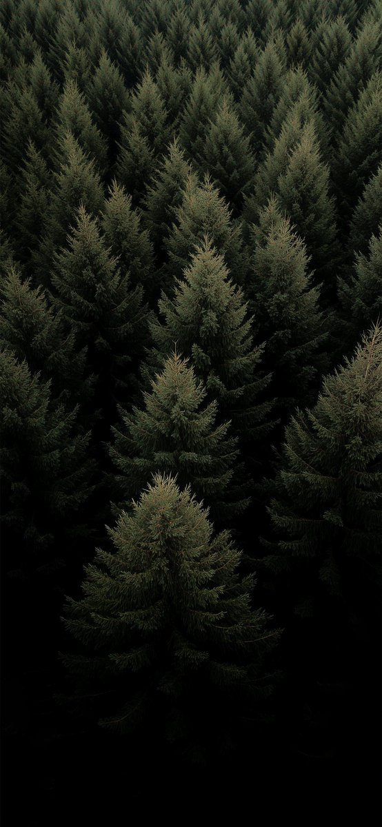 Eryth_Studio's tweet photo. Dark Forest Background 🌲 https://t.co/UGqTckSYYQ