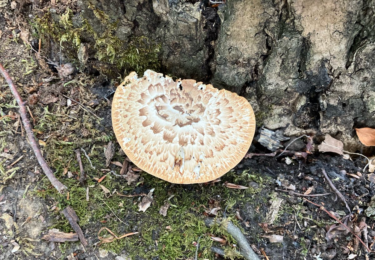 Paddy__Rice's tweet photo. #FungiFriday A couple of Dryad’s Saddles within a short distance of each other,the first one looks as though it’s trying to escape! https://t.co/2pNpAItKlb