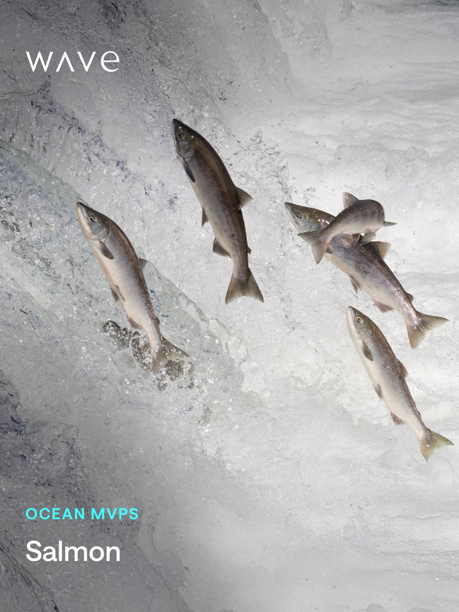 thewave_global's tweet photo. 🌊 Today’s Most Valuable Player: Salmon 🐟 💚

Salmon are both keystone and indicator species—revealing the health of rivers, oceans, and everything in between. 🌍 When water warms, pollution spreads, or food webs shift, salmon are among the first to show signs of stress.

Their importance runs deep:
 🦅 Nourishment for bears, eagles, and forests
 🌱 Nutrients that strengthen ecosystems
 👥 A vital source for Indigenous communities, fisheries, and cultures

Protecting salmon means protecting ecosystems, cultures, and communities that depend on them. 💚

#OceanMVPs #Salmon #KeystoneSpecies #IndicatorSpecies #MarineLife