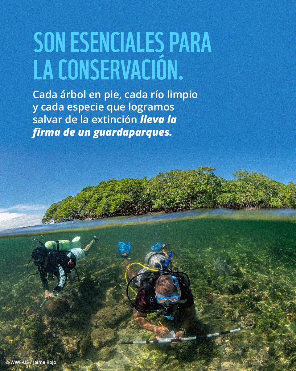 WWF_LAC's tweet photo. Hoy, en el Día Mundial del Guardaparques, queremos reconocer el inmenso valor de su servicio. Gracias infinitas por proteger nuestro planeta, enfrentar los desafíos en el terreno y dedicar su vida a mantener el equilibrio y la conservación ambiental. 🌎💚

#DíaMundialDelGuardaparques #Guardaparques #Conservación #Naturaleza