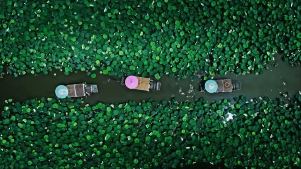 shui_han_'s tweet photo. Stunning summer lotus blossoms at Xihu! Cruise through Xixi Wetland &amp; Tongjian Lake for fragrant blooms &amp; classic Jiangnan views. 🥰🥰🥰#WeLoveZhejiang #LotusSeason https://t.co/mV27m8AIYD