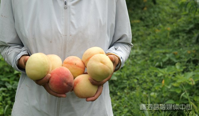 shui_han_'s tweet photo. Summer brings fresh peaches to Xiaoguan'ao Village's Starry Ecological Farm in Zhejiang! 🍑 With 150 trees yielding juicy, fragrant fruits, orders are booming. Grown in Shengsi's pristine island environment, these peaches are a sweet success. 🤤🤤🤤#WeLoveZhejiang #IslandHarvest https://t.co/W9k6wsWsWH