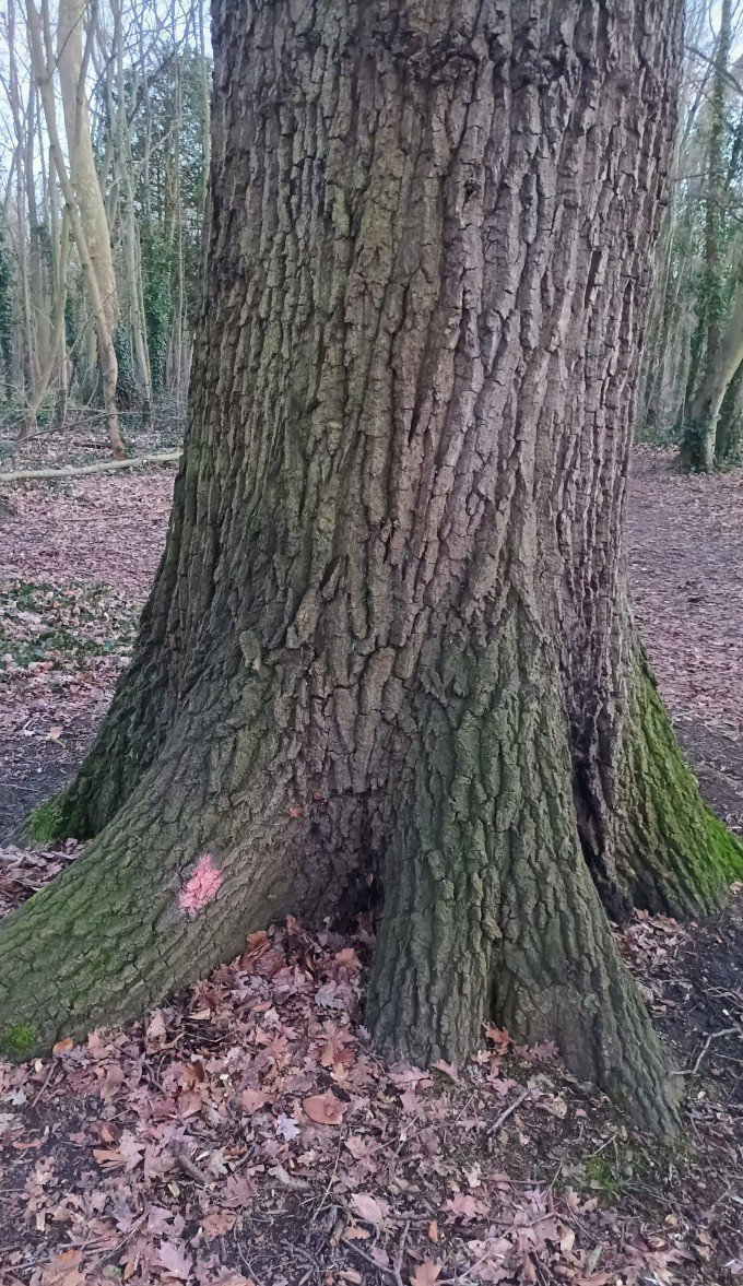 medhi9401's tweet photo. @vpecresse @karim_bouamrane @l_amf @davidlisnard @geoffroyboulard @carodoucerain @LALLIERNathali1 @AMIF_asso @s_beaudet 1 million d'euros pour replanter des arbres 🌲 dans la forêt de Fontainebleau et 2,5 milliards d'euros pour détruire une partie du bois de Vincennes, comme ce chêne de plus de 200 ans que vos services ont répertorié à fin de l'abattre pour votre projet de prolongement du métro. https://t.co/BrMLdBXEhk