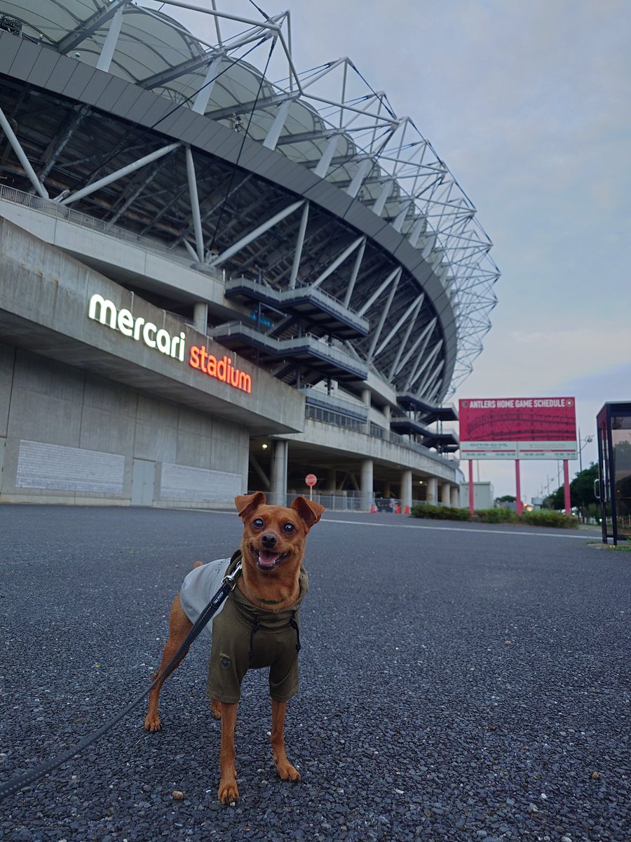 minipin_leon's tweet photo. 気がついたら7月最終日！
今月は暑くてあんまりお出かけできませんでした🐶 https://t.co/n1ewWbsRtM