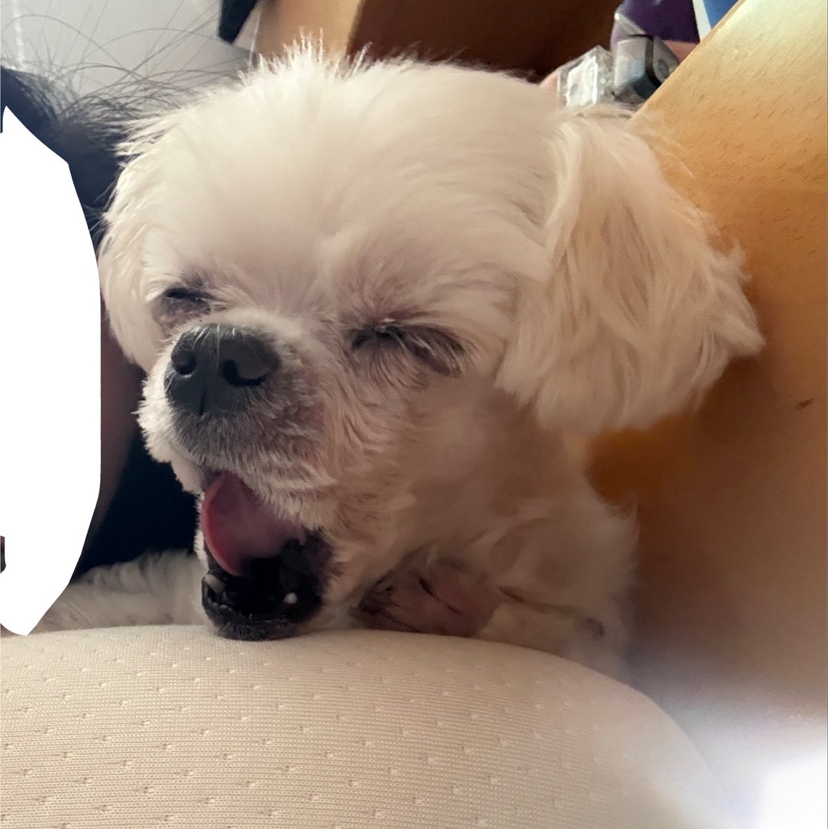 congrime's tweet photo. 콩이 주댕이 털 깎여놓으면
정말 조구만한 주댕이를 맞닥들이게 됨

정말 조구만함… https://t.co/rP3Zy38TcA