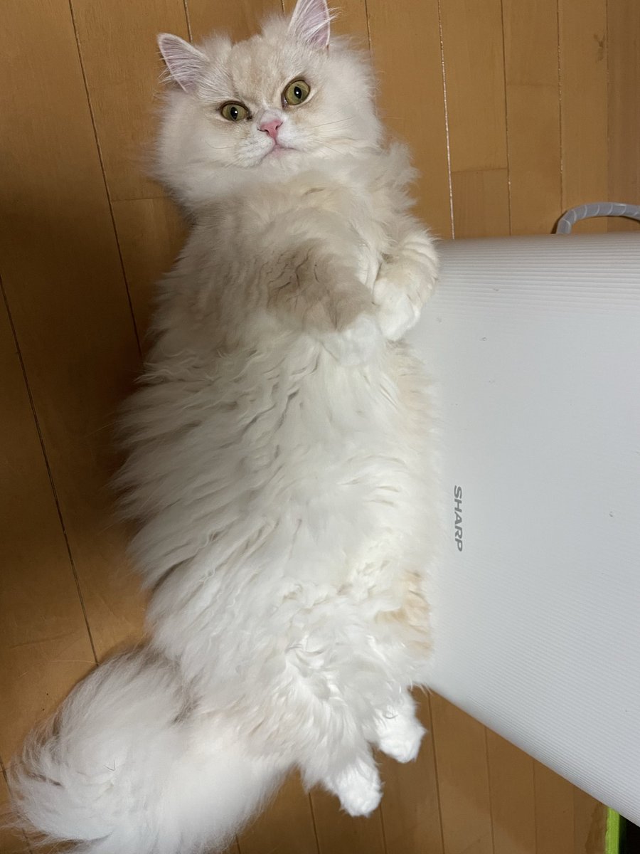noale00001's tweet photo. 最近のわがままボディです笑
٩(｡•ω•｡*)وいぇい https://t.co/InIqbqM4e4